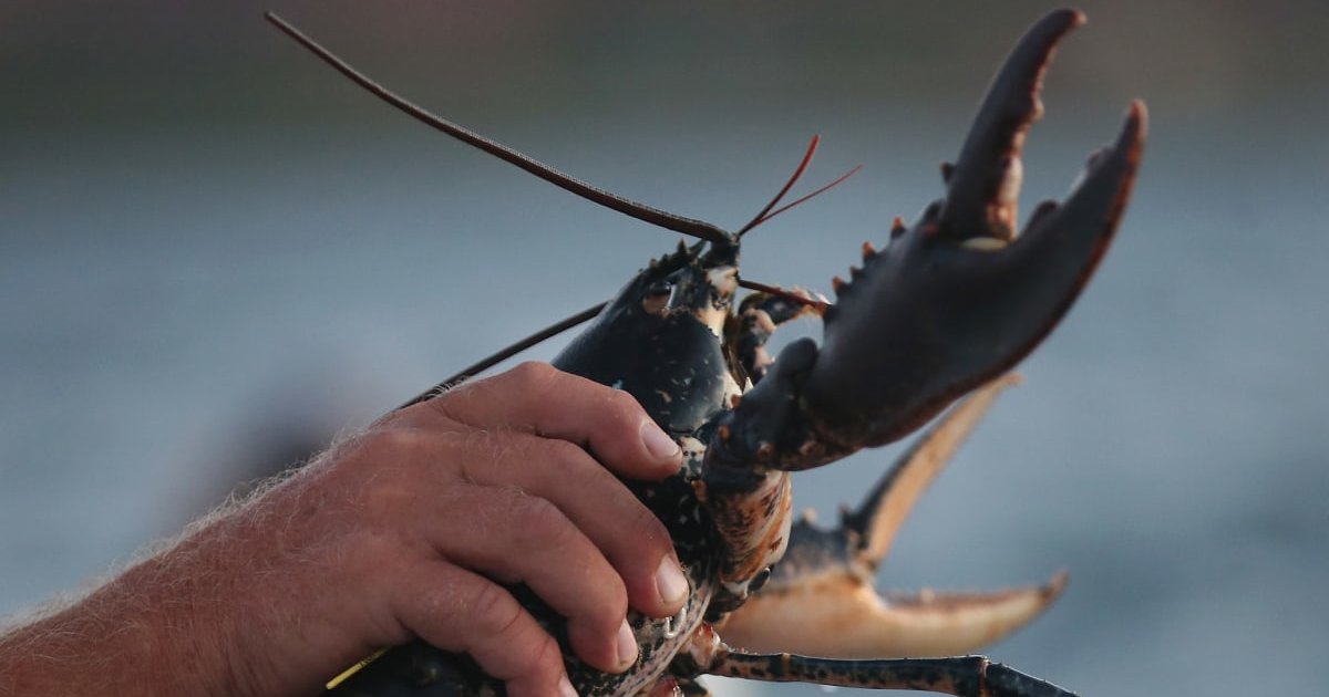 'I Lobster But Never Flounder' Lyrics Quiz By man_myth_box