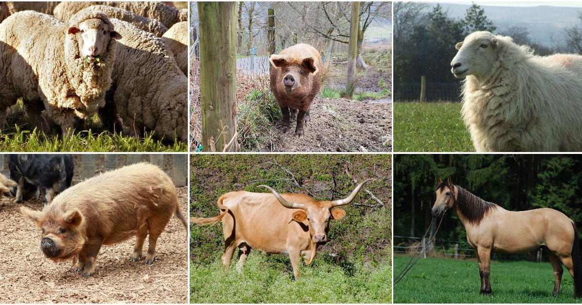 Livestock Breed Sorting Quiz By Snowdonia