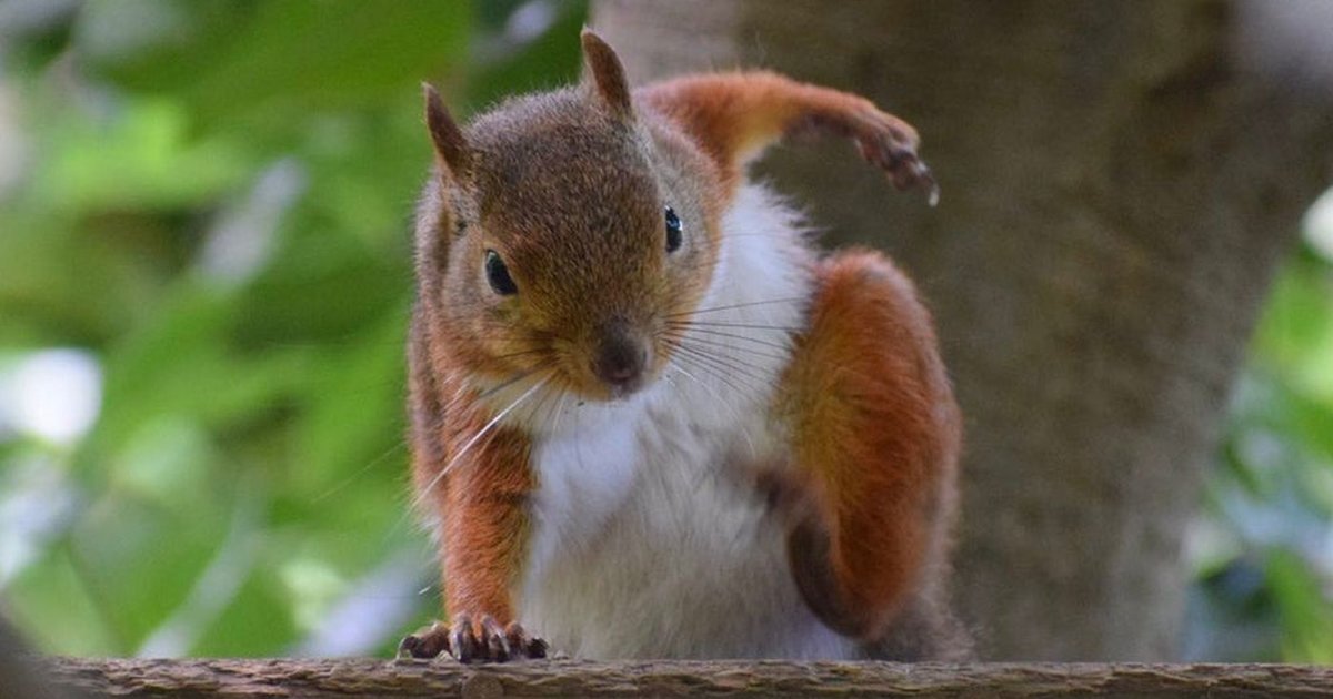 What Do Squirrels Do All Day? Quiz By puzzman3d