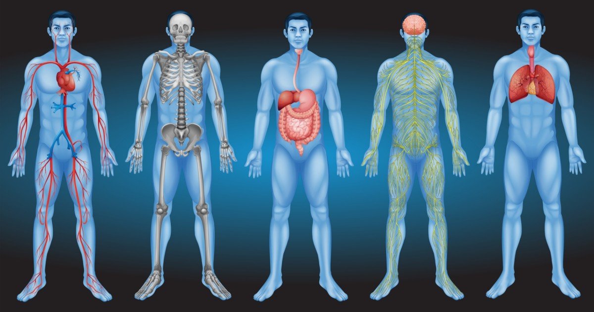 Humans Meet Your Internal Organs! Quiz By t_rev19