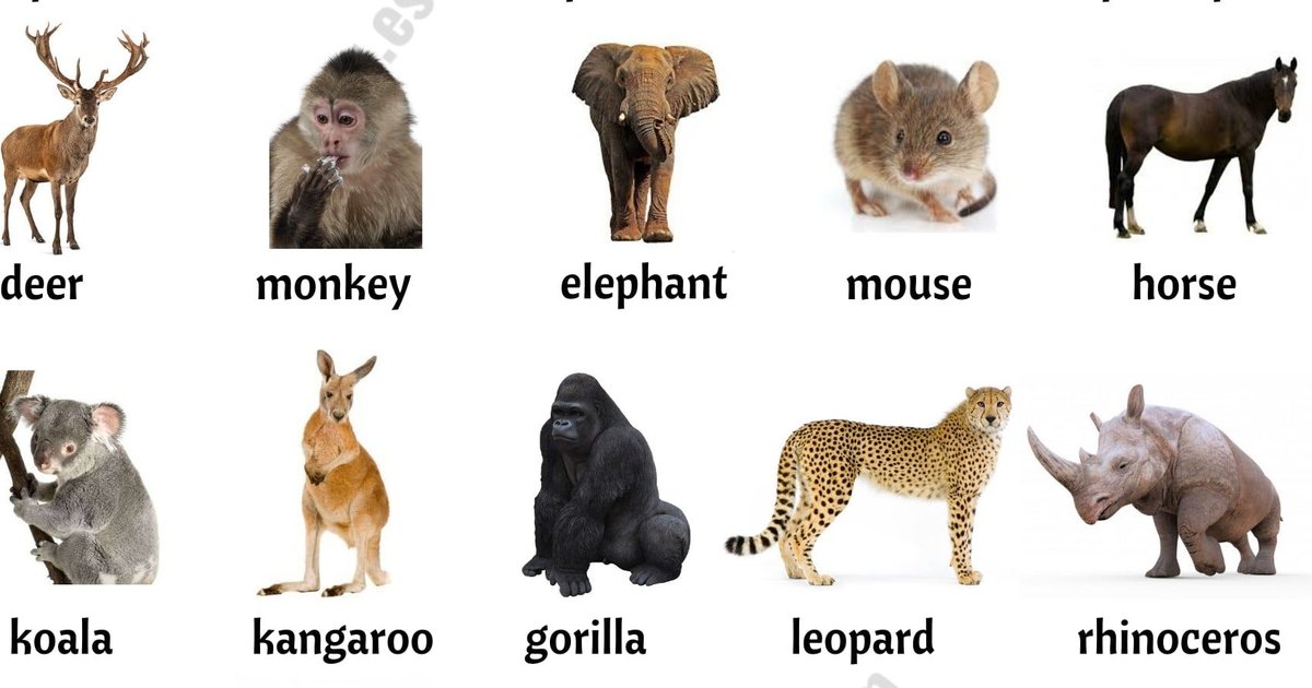 Weirder names for something: Animals Quiz - By p_o
