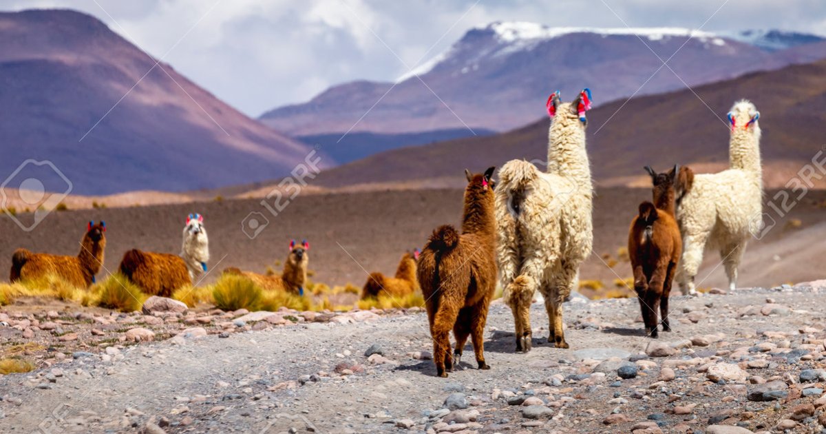 Capitals of South America Quiz By luluat10