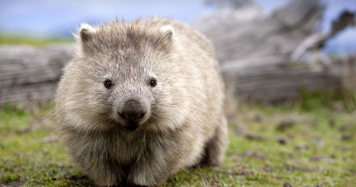 Follow That Line: wombats Quiz - By fellowmerry