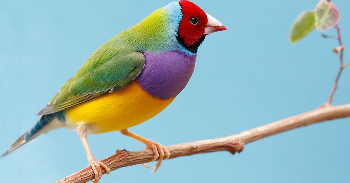 Birds of a feather crossword Quiz By raman22feb1988