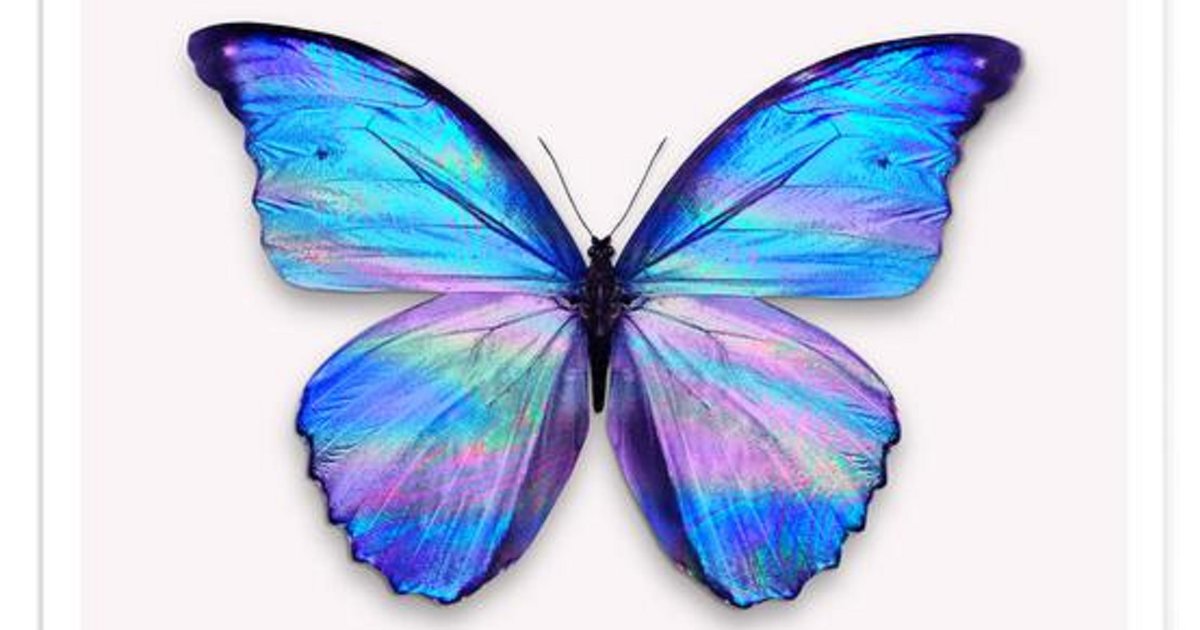 Butterfly crossword Quiz By raman22feb1988 Butterfly crossword Quiz By raman22feb1988