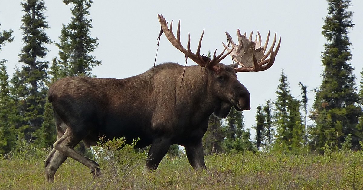Moss Predators Natural Predators of Moose Quiz - By the_underground