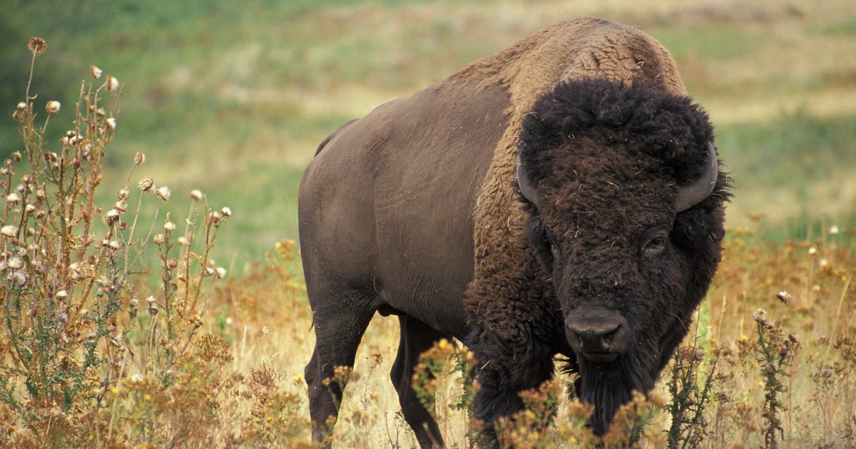 Natural Predators of Bison Quiz By the_underground