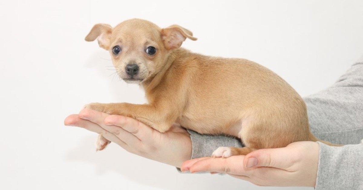 Chihuahuas in Blueberry Muffins Quiz By hellofromUK