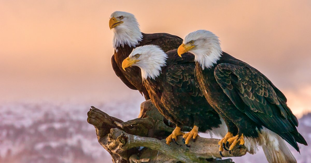5 Letter Birds Quiz By Timschurz 5 letter birds quiz by timschurz