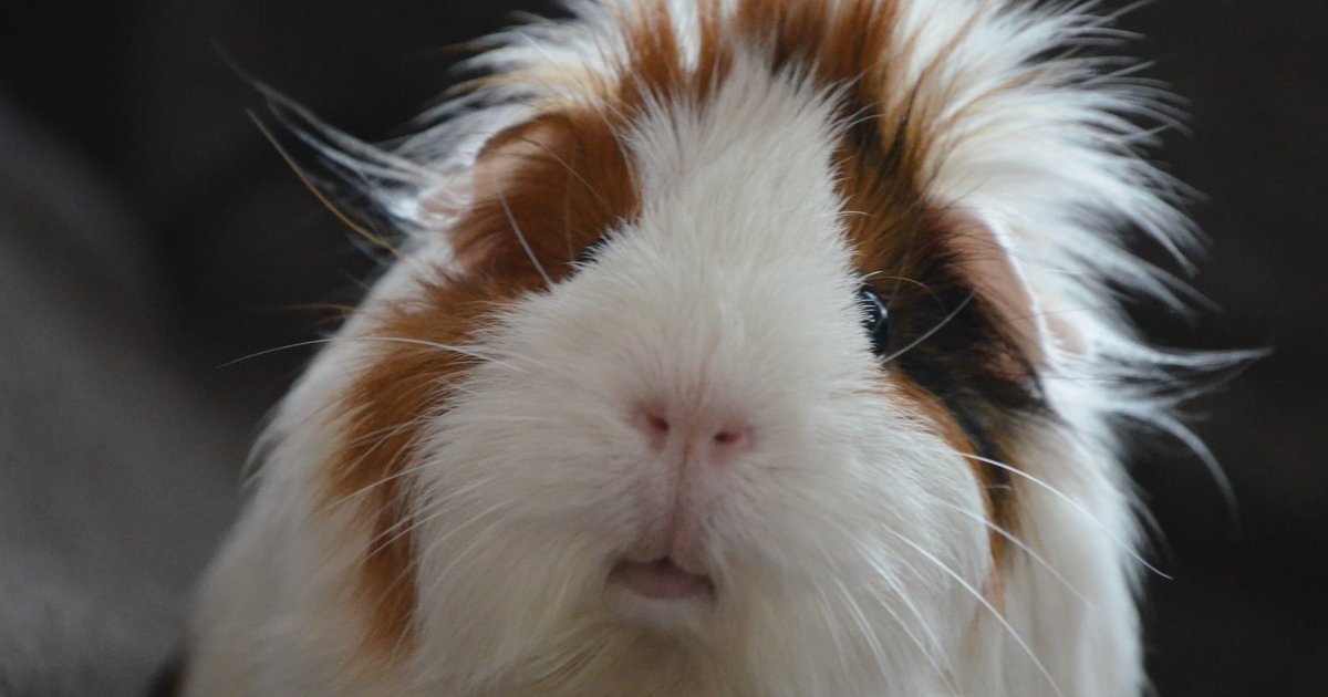 Is it good for your guinea pig? Quiz By pervocracy