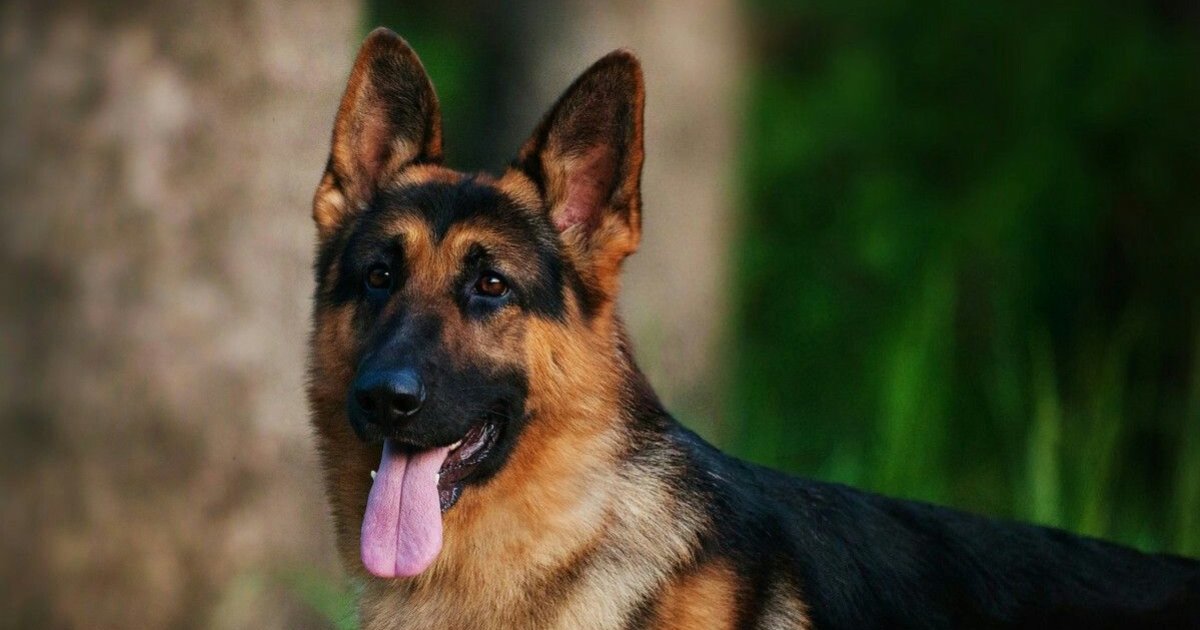 AKC/FSS Dog Breeds Quiz By tigresjumeaux