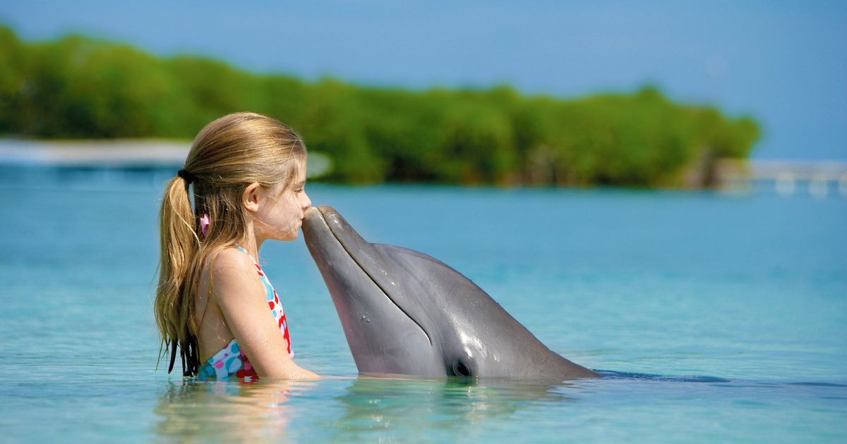 Words That Begin With Do Picture Click Quiz By Johncenafan612 words-that-begin-with-do-picture-click-quiz-by-johncenafan612