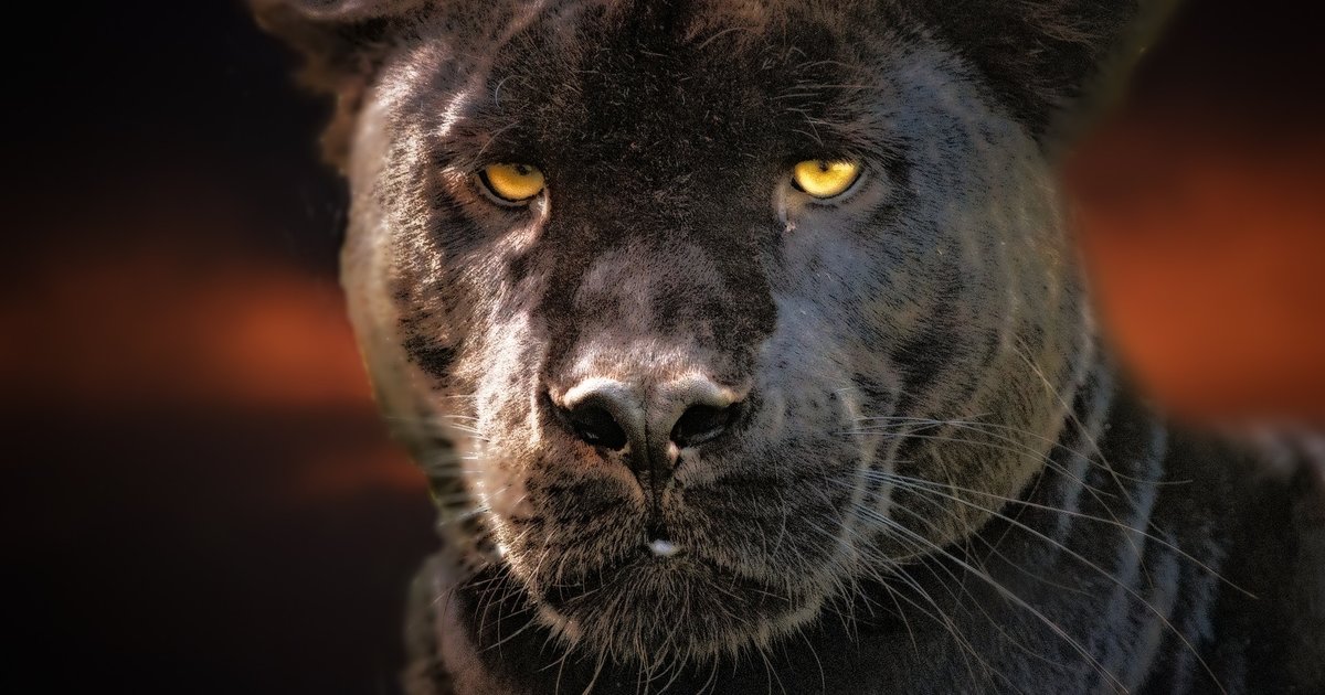 Not Those Three Chadwick Boseman Quiz By robswjtu