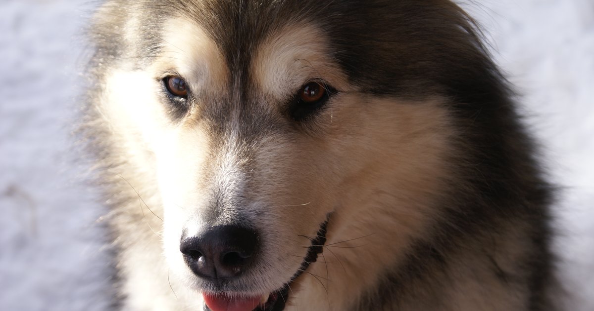 AKC Dog Breeds Quiz By DemonKitty