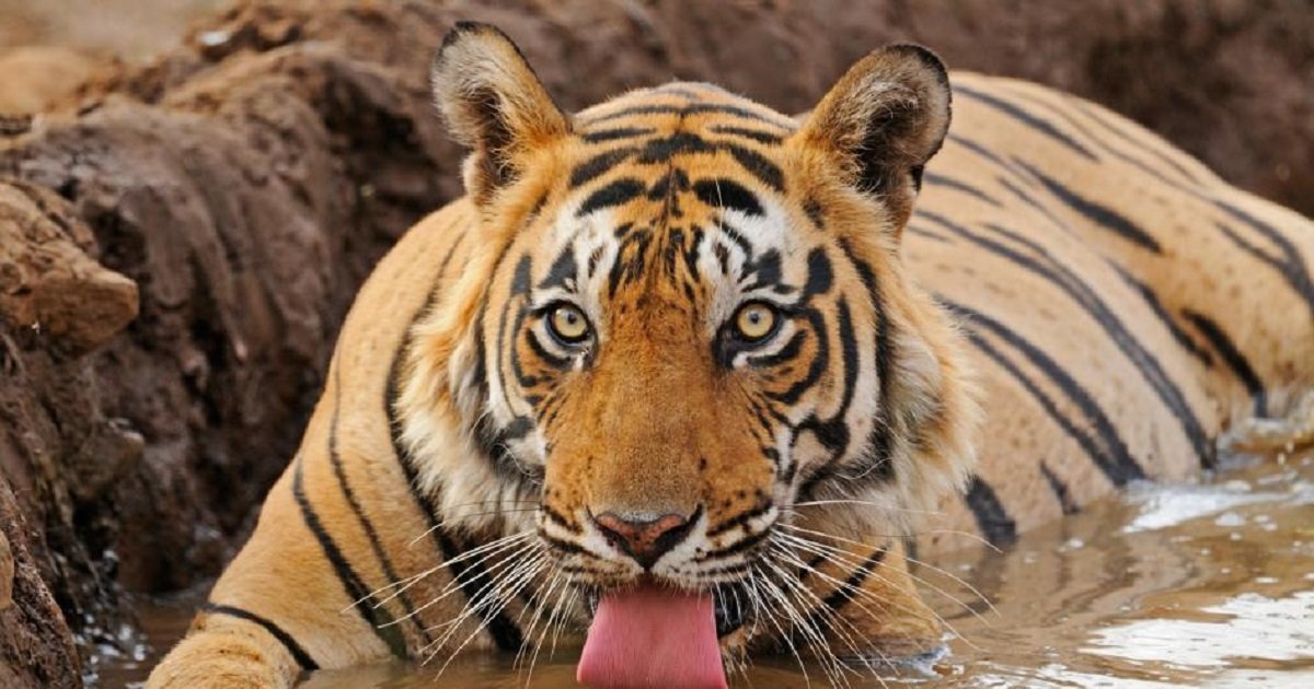 Find the Tiger Animals III Quiz By alvir28