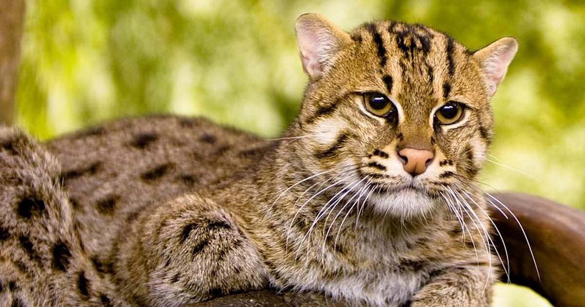 Восточная Кошка Фото