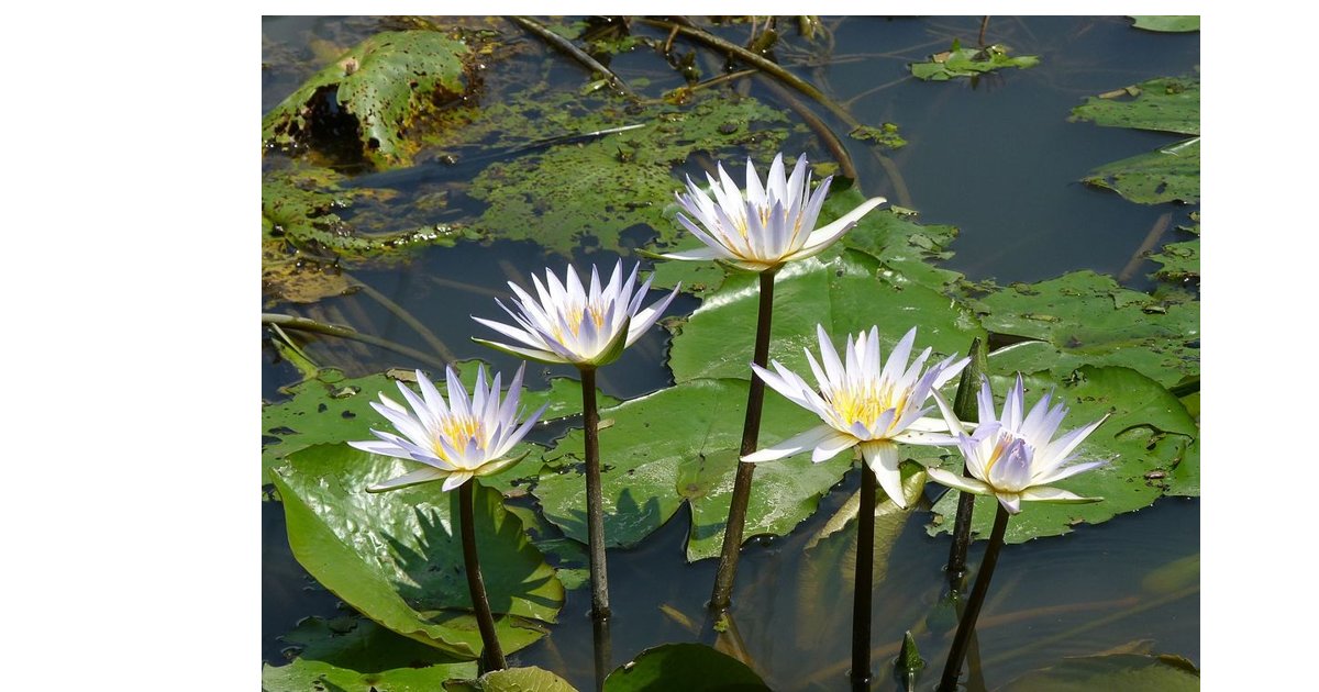 Poi plants nyt crossword