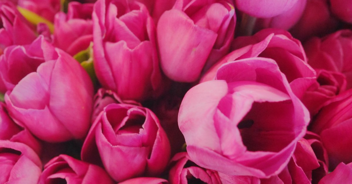 Top FlowerProducing Countries Quiz By savoyard1