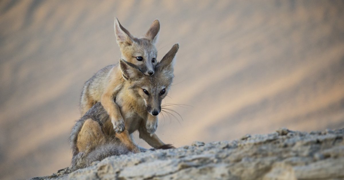 Death Valley Animals Quiz By Perspektive