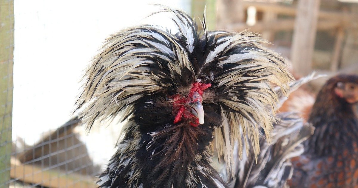 Country Pick Chicken Breeds Quiz By APWBD_Dudette