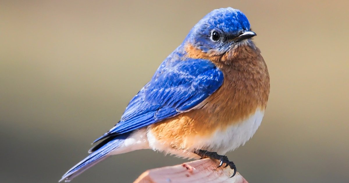 Birds by Primary Color Quiz