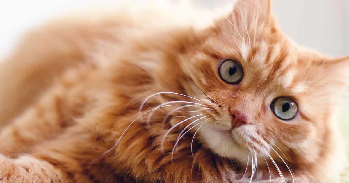 Cat Breed Quiz By aazarkh