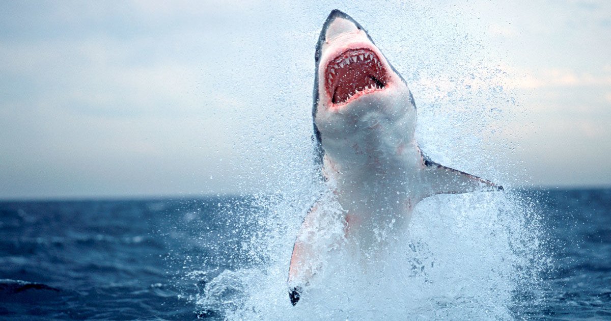 Types of Sharks Quiz By uknowwhat