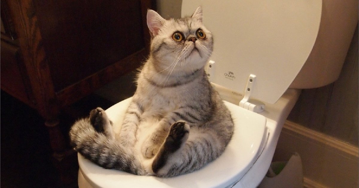 Best Toilet Coverage Quiz