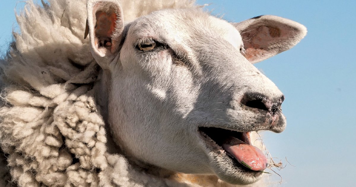 Countries with more sheep than people Quiz - By treessimontrees