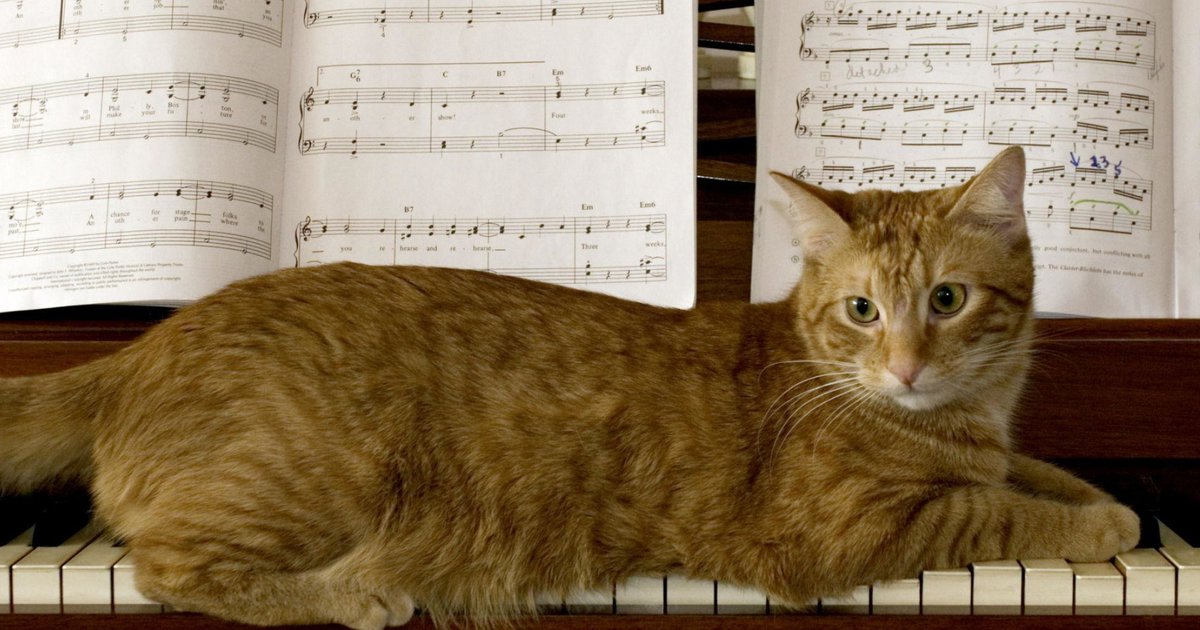 Cats Playing Instruments Quiz