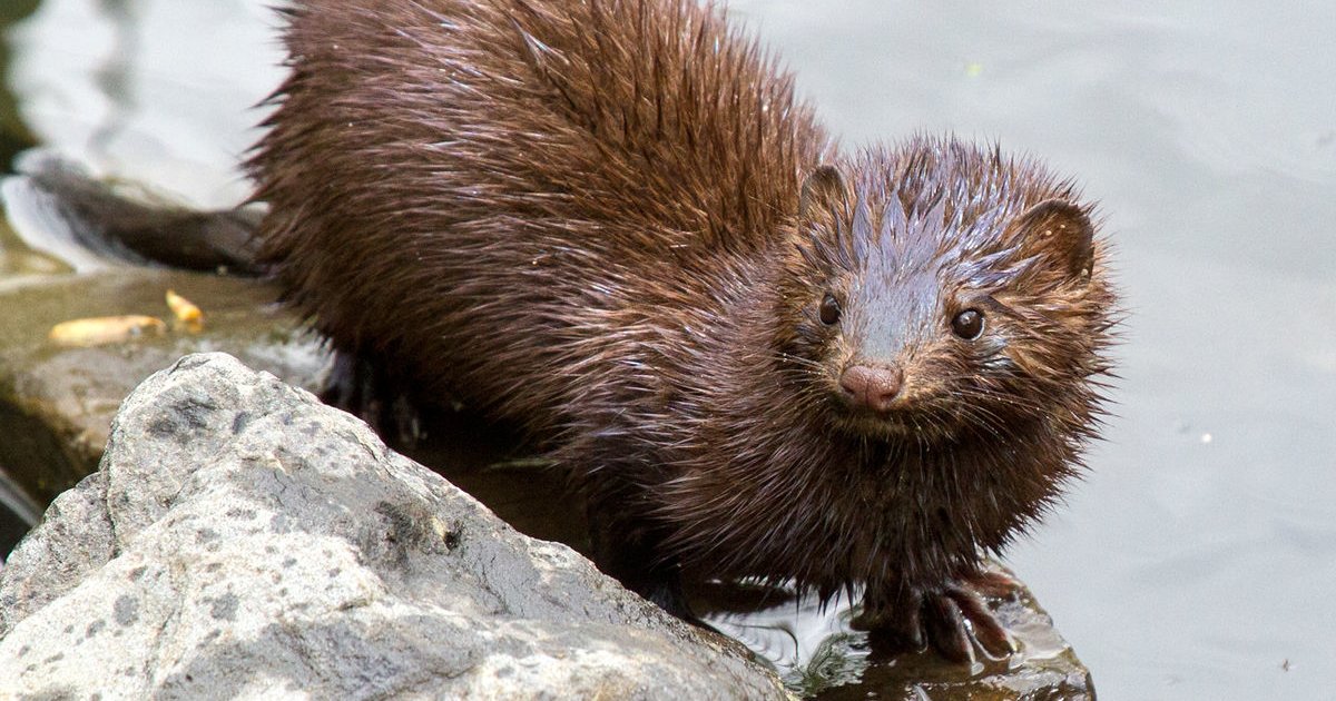 Wordle Ladder I Quiz By katakarin