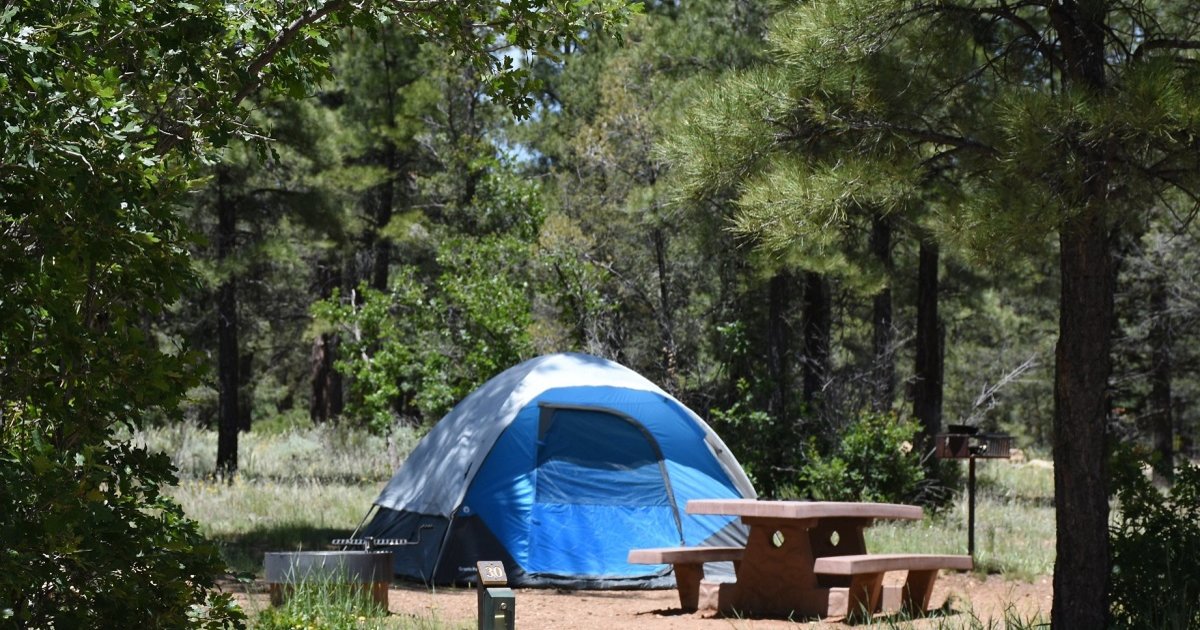 Tents and Trees Logic Puzzle 206 Quiz By garolo