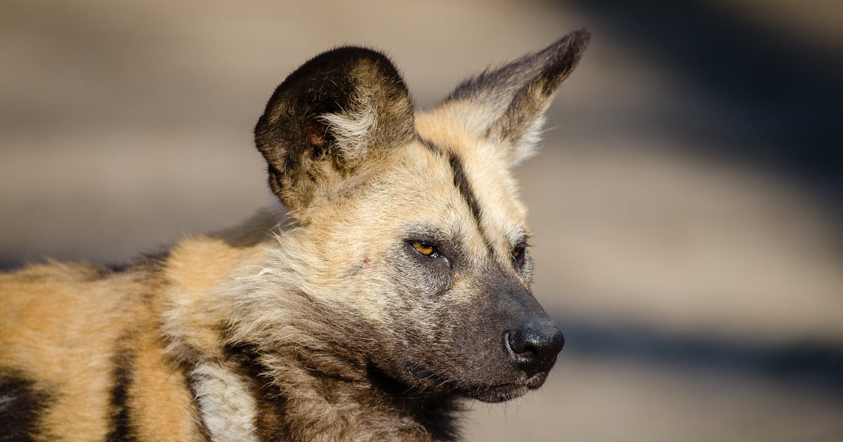 Sunday Crossword Animal Anatomy Quiz