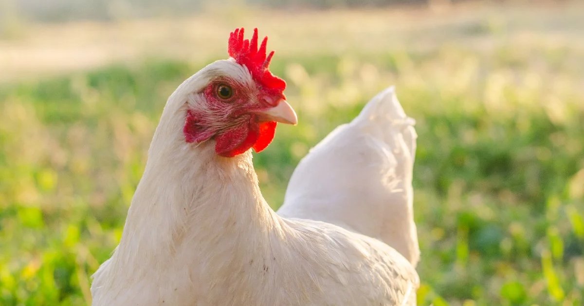 Words that Rhyme with Chicken Quiz - By mutantpiggycat