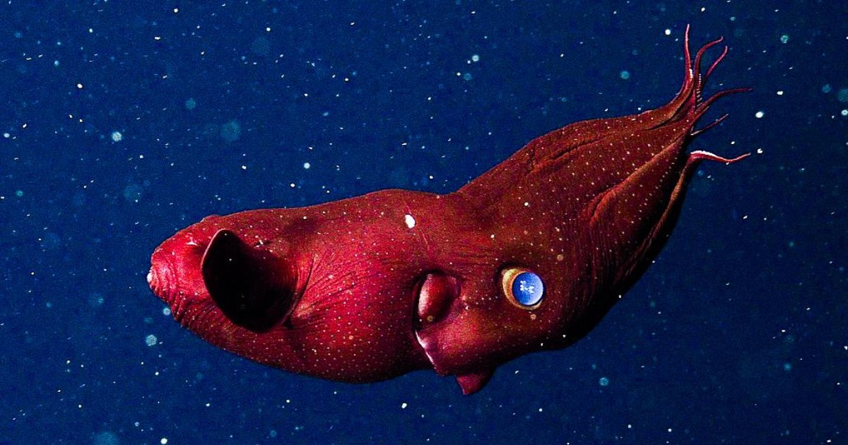 Deep Sea Animals Quiz - By Spindle1