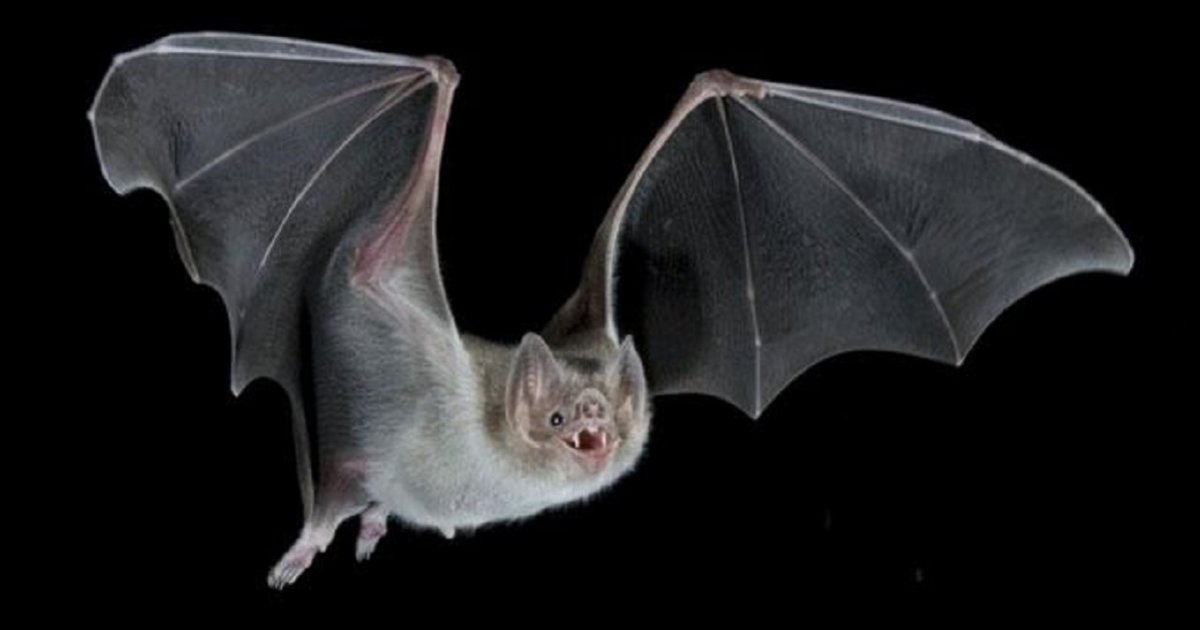Find the Bat Animals II Quiz By alvir28
