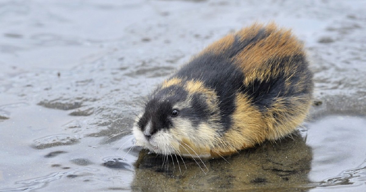 Find the Animals of Norway Quiz - By alvir28