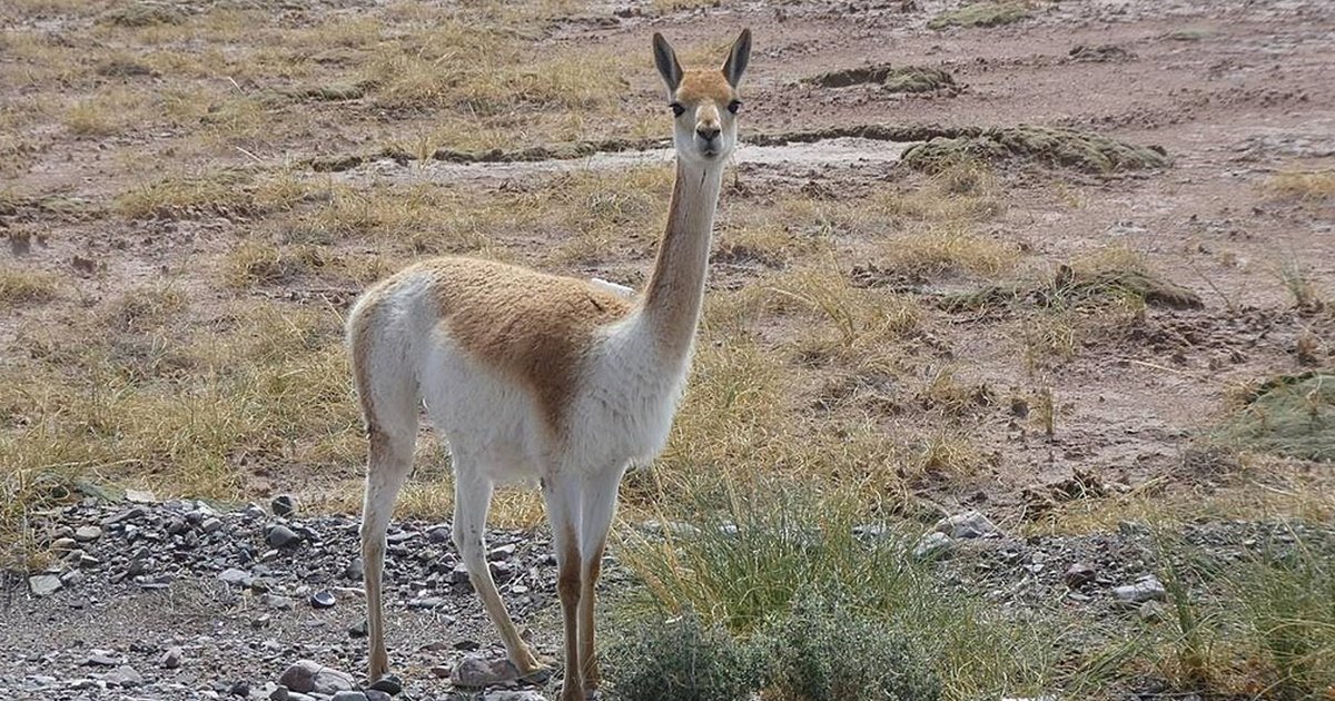 Word Ladders Llama Cousins Quiz By Tasi