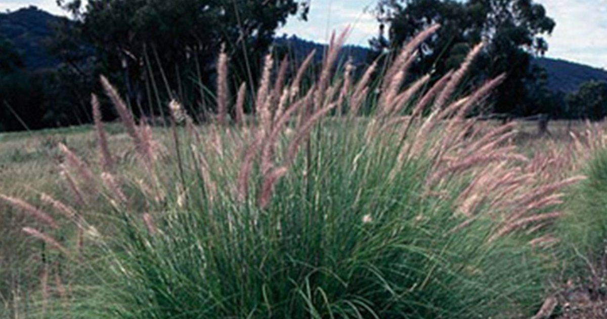 Match Common name To Botanical Quiz By ebonyjohnston95