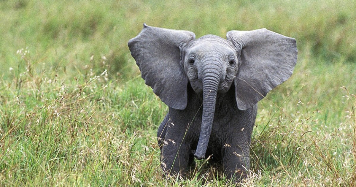 Large Elephants Jump Slowly and Sink Rapidly Quiz - By treessimontrees