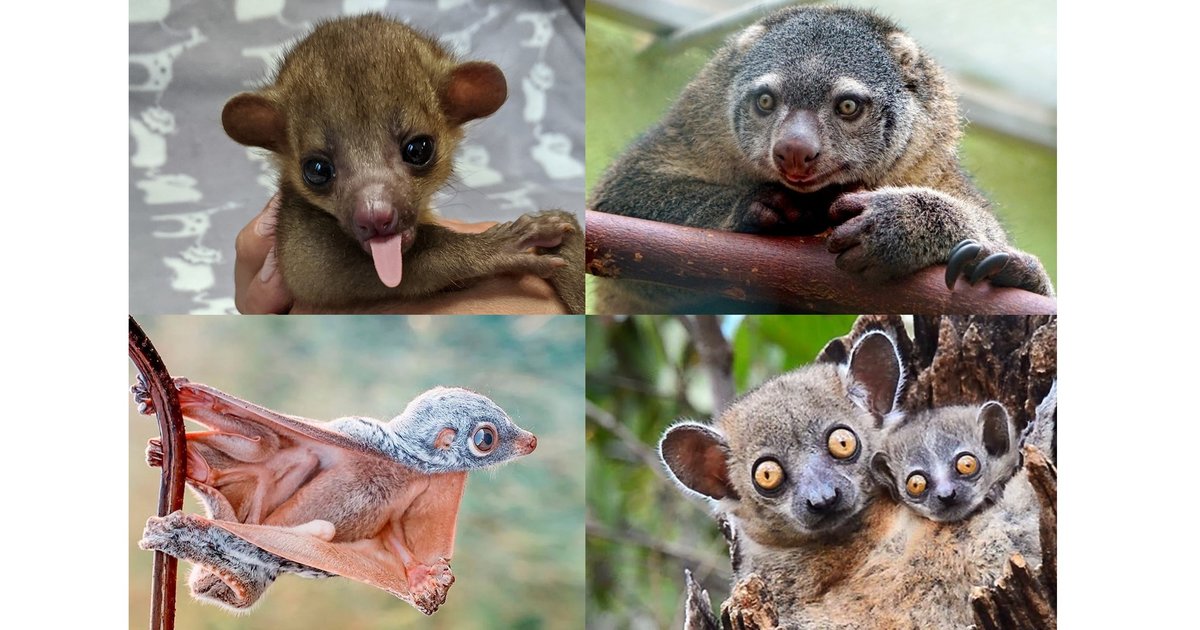 Kinkajou, Cuscus, Colugo, or Sportive Lemur? Quiz - By Tasi