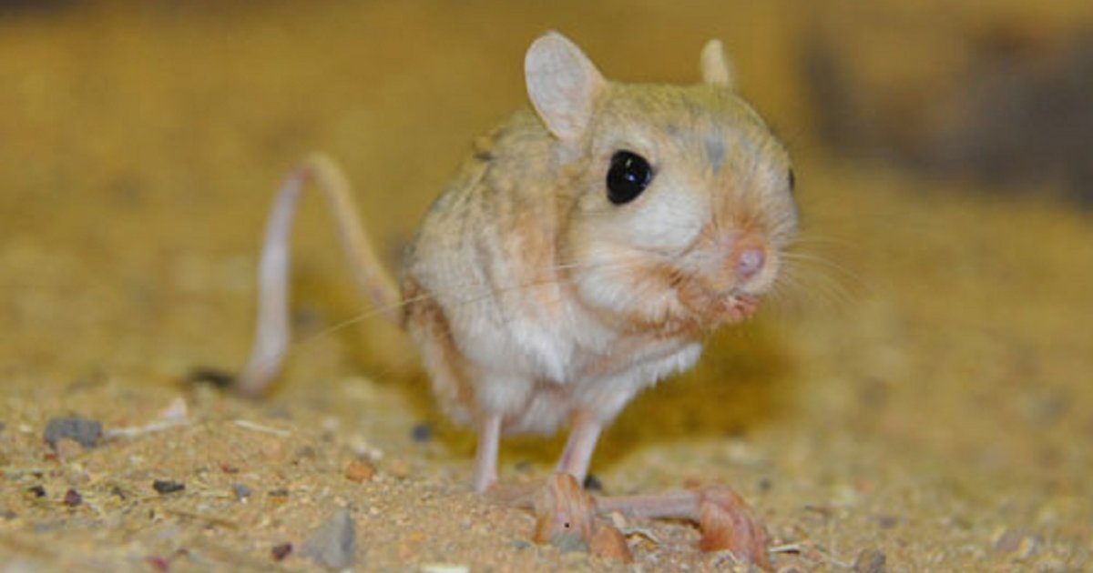 Find the Animals of Oman Quiz - By alvir28