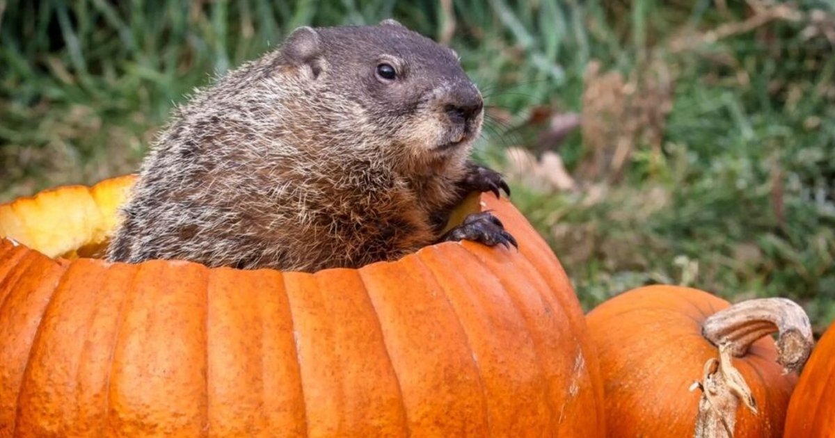 How Much Food Can a Woodchuck Eat? Quiz By Tasi