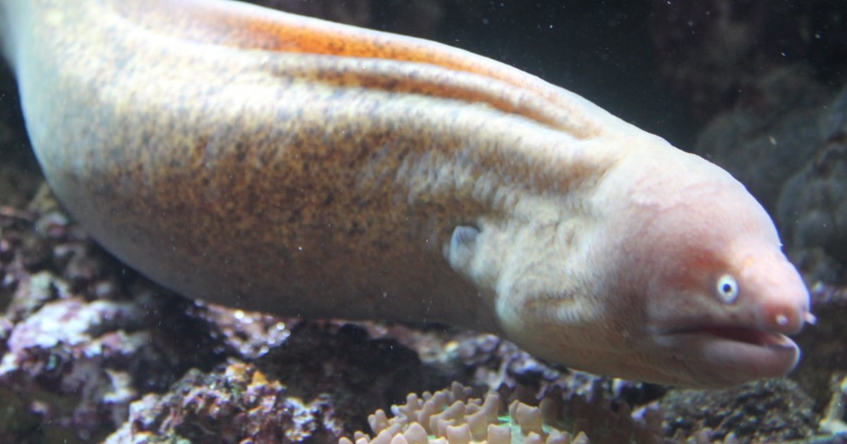 Missing First Letter EEL Words Quiz By daran