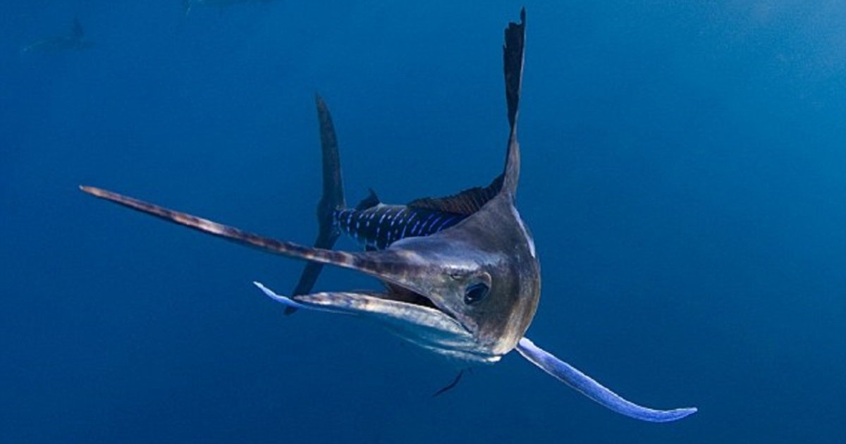 Find the Marlin Vehicles Quiz - By alvir28