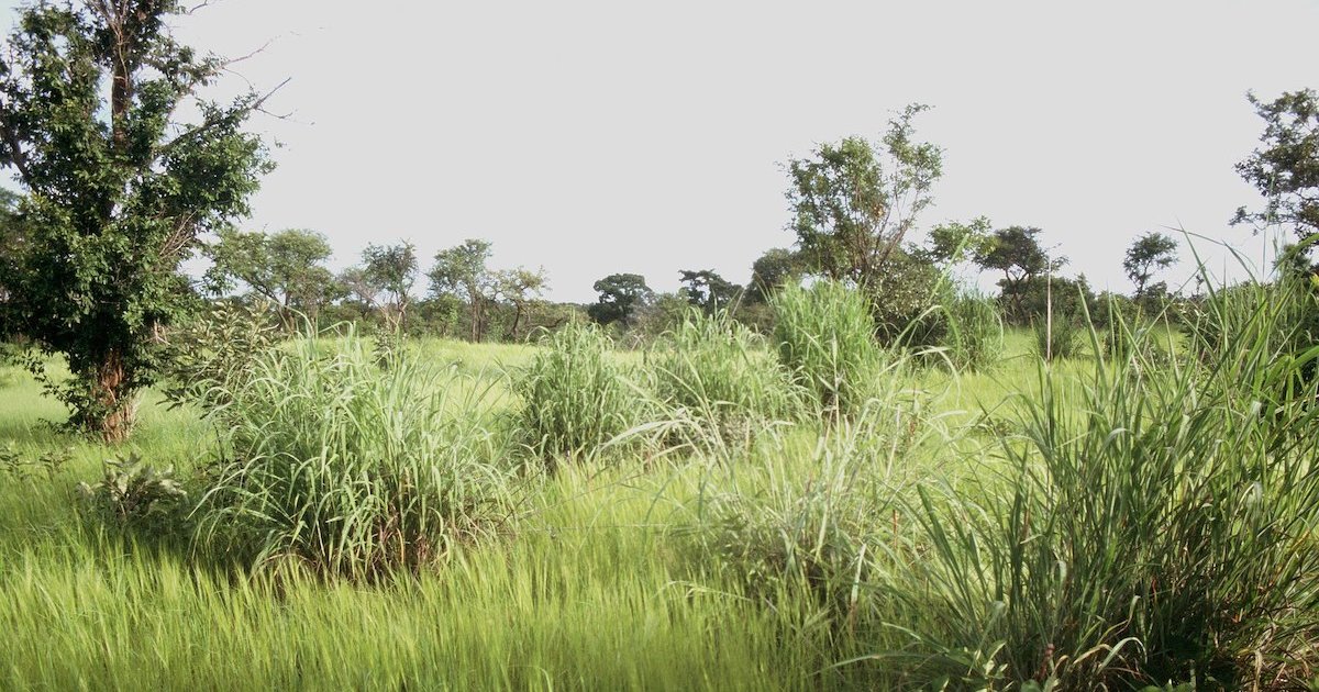 Find the Ecoregions of Tropical & Northern Africa Quiz By Patrick