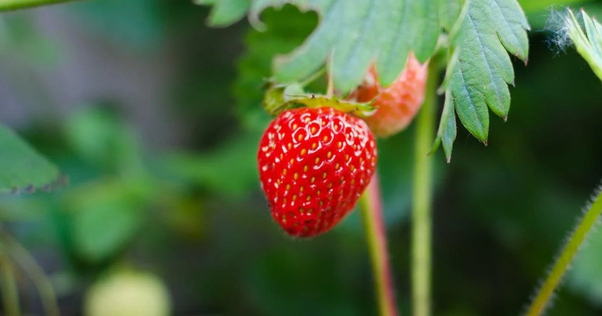 Strawberry in 30 Languages Quiz - By punaposkibulbuli