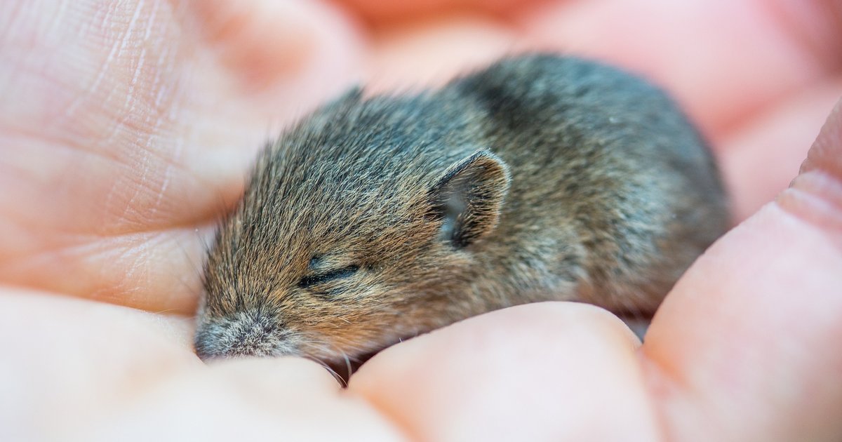 15 in 15 Rodents Quiz