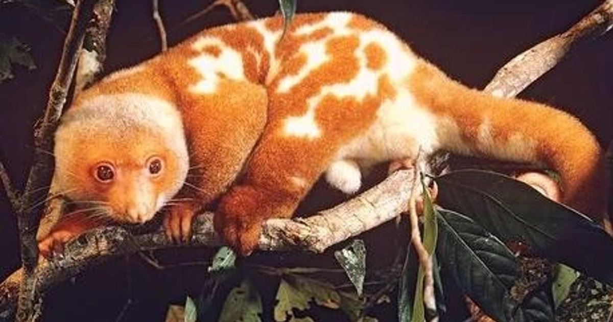 Choose the Marsupials Quiz - By Tasi
