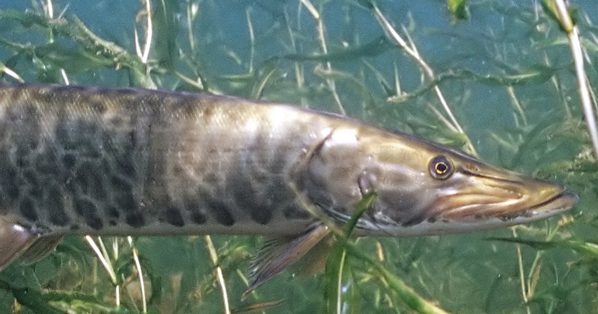 US State Fish 41 Quiz By Pizo3